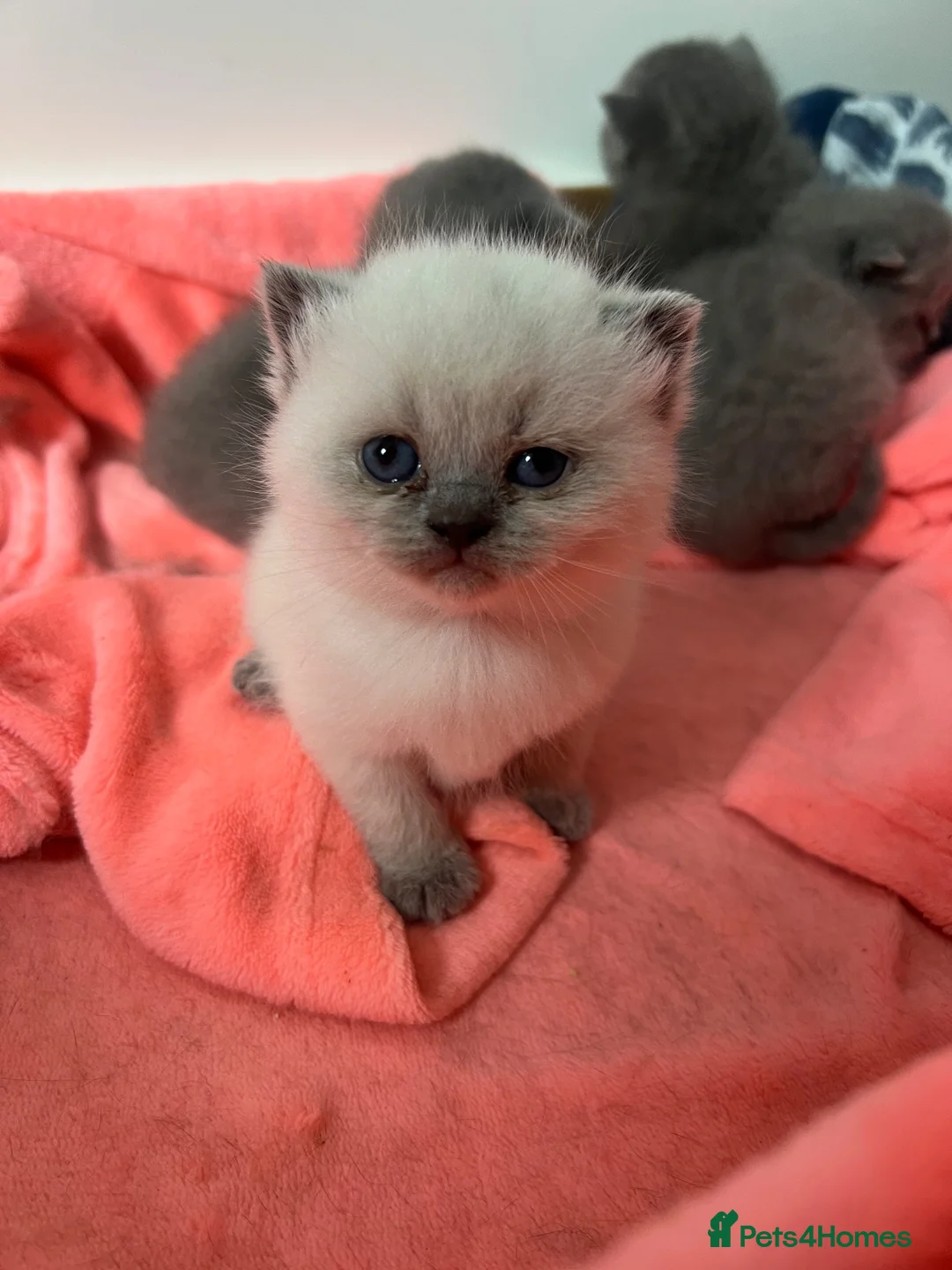 British Shorthair cats for stud: Blue colourpoint health tested stud  - Advert 9