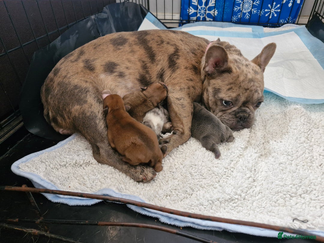 Mixed Breed dogs for sale: Frenchies looking for their forever sofa - Image 10