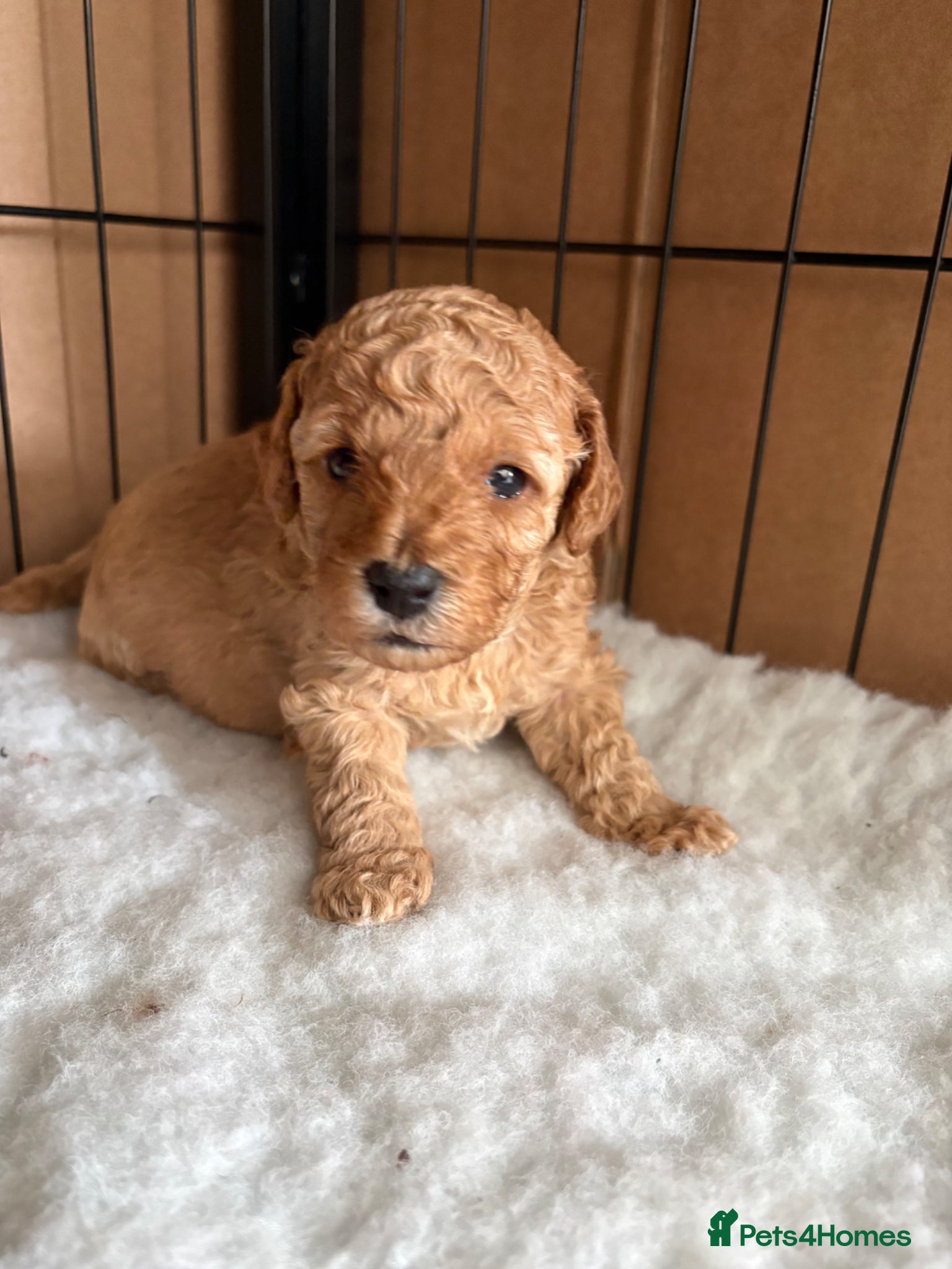 Toy Poodle dogs Beautiful Toy Poodles - Ready to reserve now - Advert 4