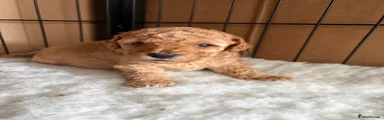 Toy Poodle Puppy 4
