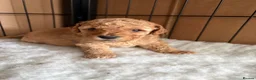 Toy Poodle dogs for sale: Beautiful Toy Poodles - Ready to reserve now - Advert 1
