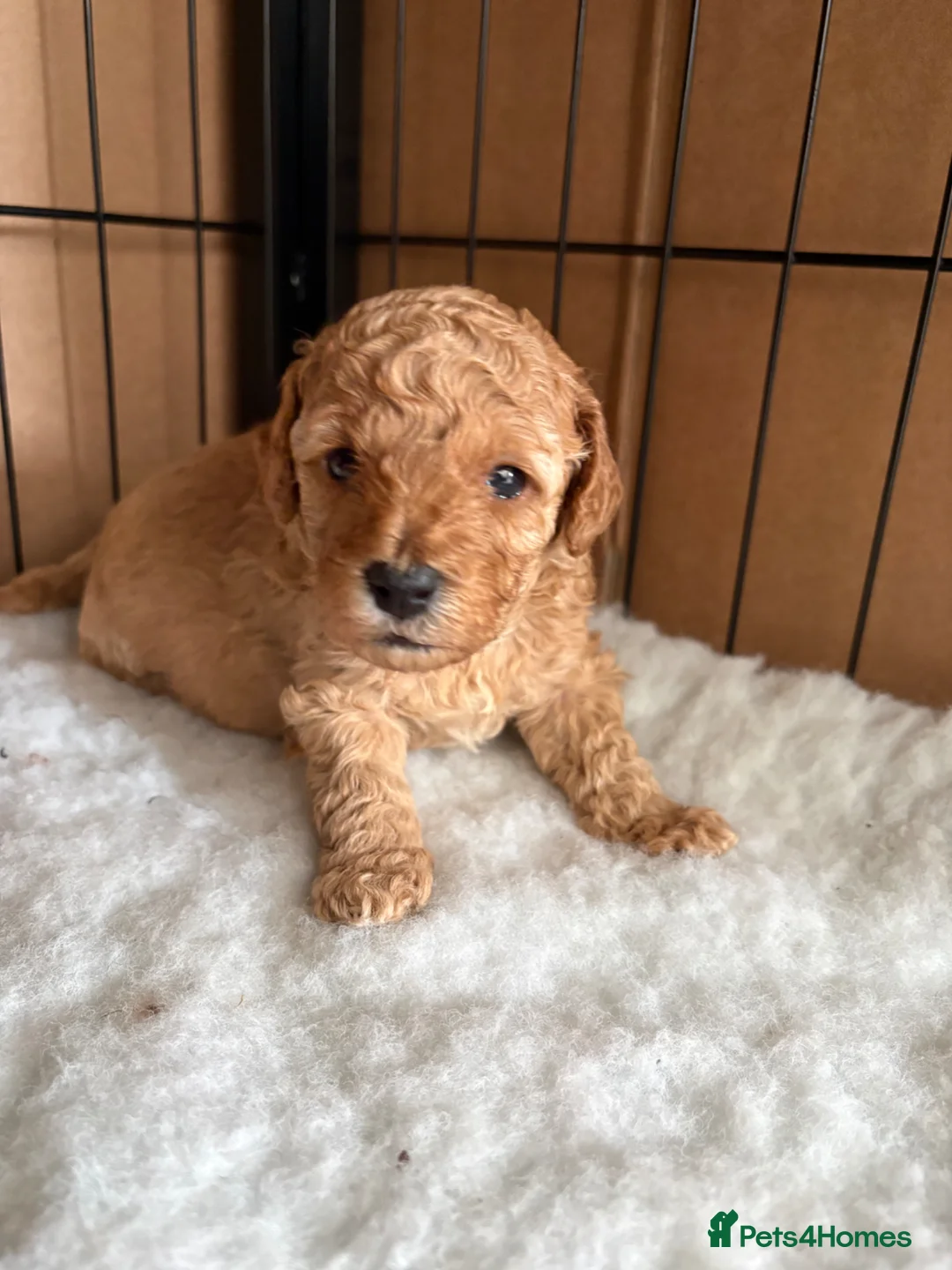 Toy Poodle dogs for sale: Beautiful Toy Poodles - Ready to reserve now - Advert 1