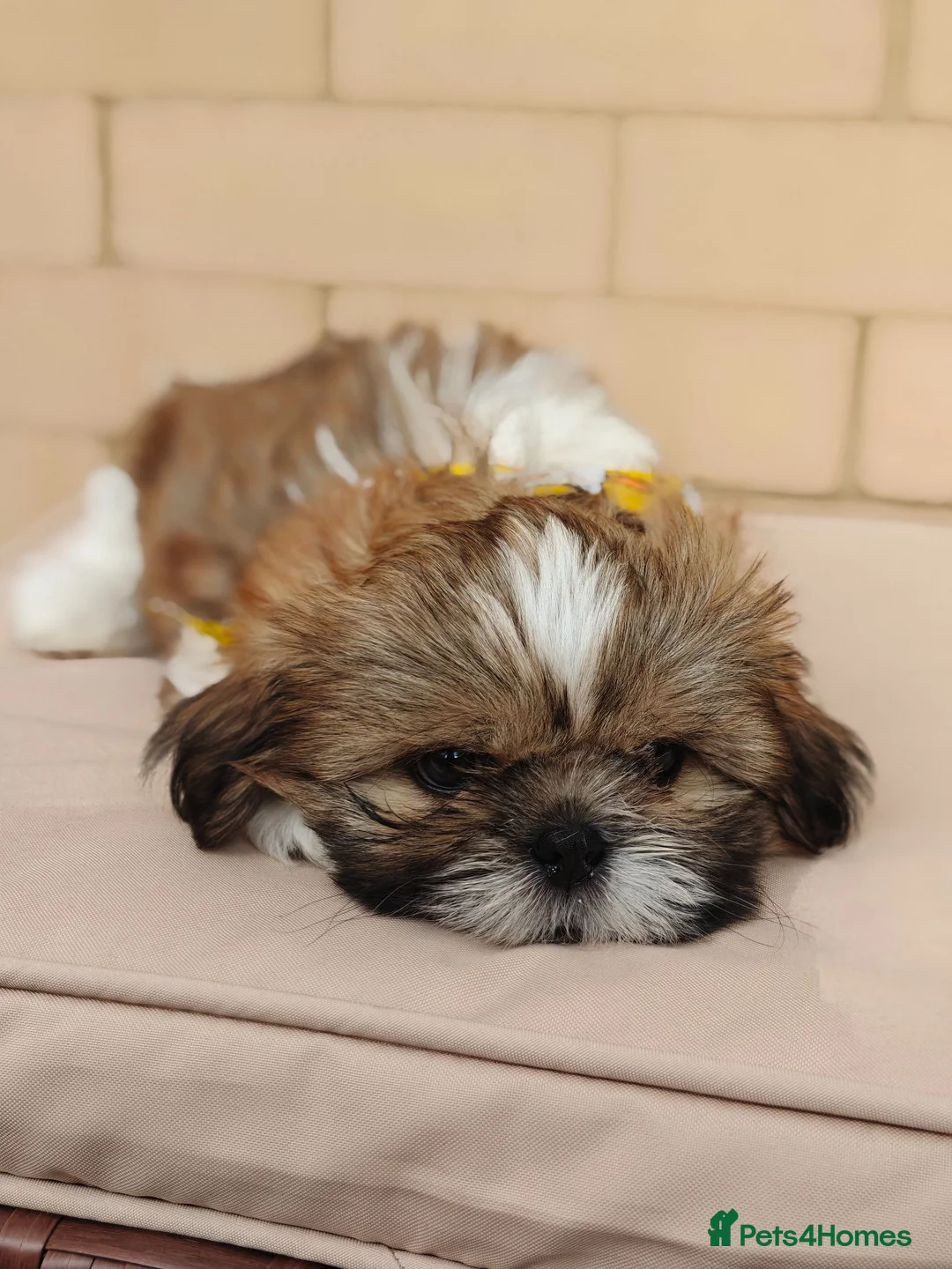 Shih Tzu dogs for sale: Tricolor Shih tzu boy looking for forever home 🐾 in Edinburgh - Advert 8