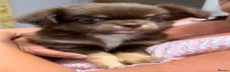 Chihuahua dogs for sale: Gorgeous Chocolate & Tan Chihuahua Puppies  in Haywards Heath - Advert 6