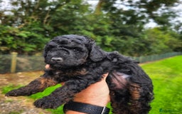 Miniature Poodle dogs for sale: Minature Poodles  - Image 11