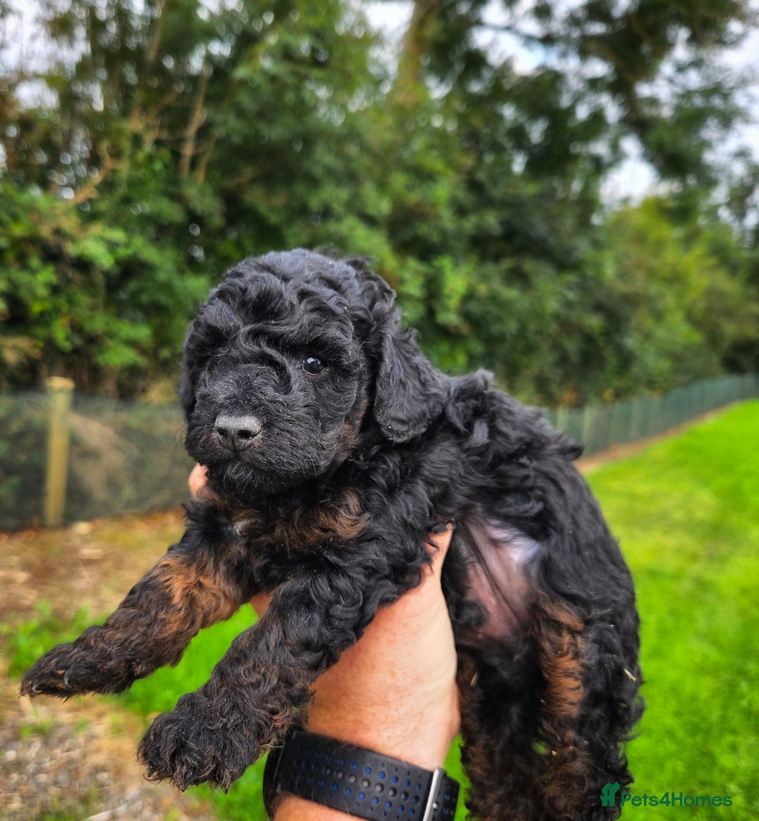Miniature Poodle dogs for sale: Minature Poodles  - Image 11
