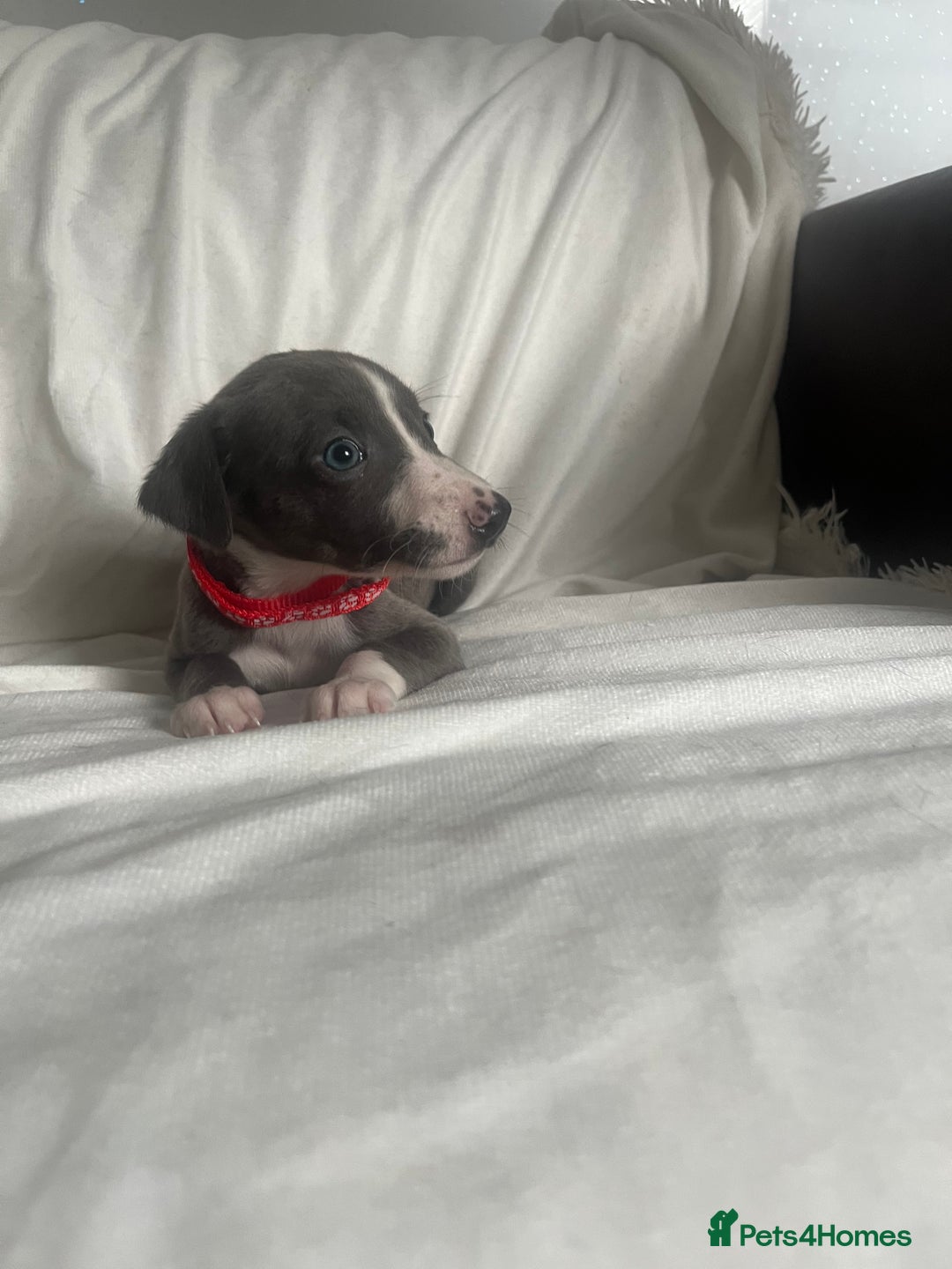Whippet dogs for sale: kc registered Whippets  - Image 6