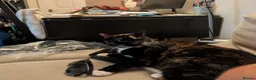 Mixed Breed cats for adoption: Kid-friendly Sister Kitties - Advert 4