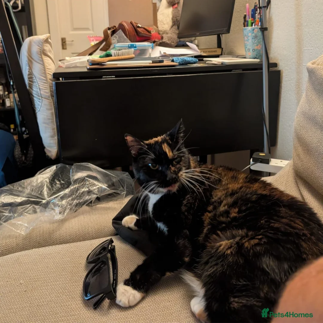 Mixed Breed cats for adoption: Kid-friendly Sister Kitties - Advert 4