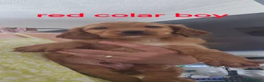 Cockapoo 5