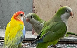 Parrots birds for sale: quaker - Advert 3