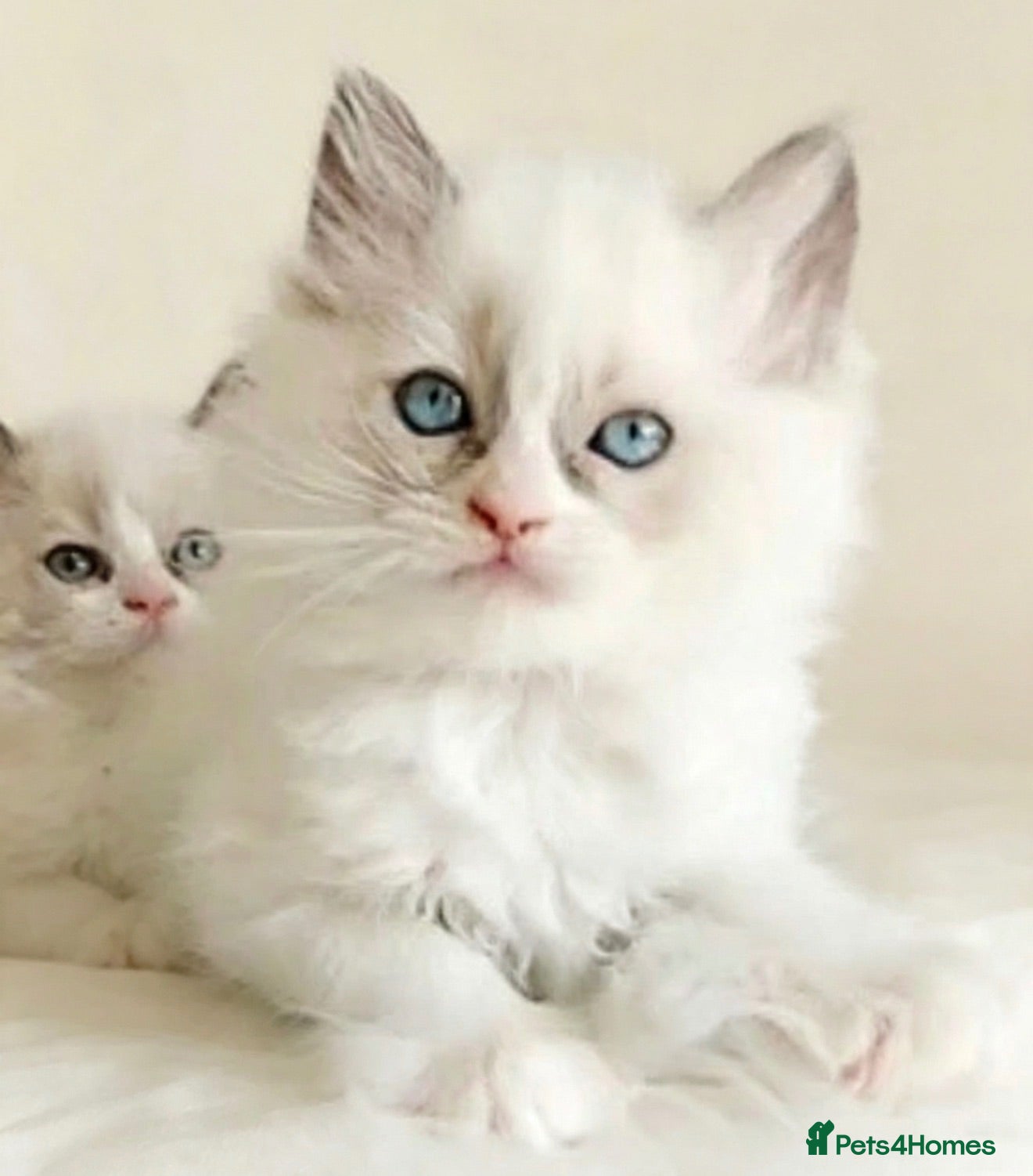Ragdoll cats Girl ragdoll kitten 🐱  - Advert 15