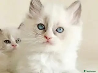 Ragdoll cats Girl ragdoll kitten 🐱 - Advert 15