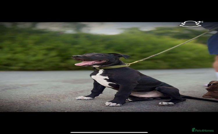 Lurcher dogs - Advert 2