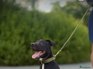 Lurcher dogs - Advert 5