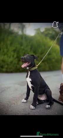 Lurcher dogs - Advert 10