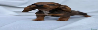 Miniature Dachshund 4