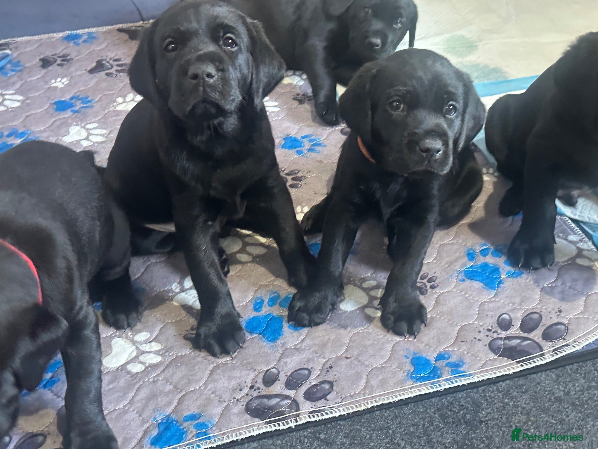 Labrador Retriever dogs Chunky Working Labrador Puppies  - Advert 1
