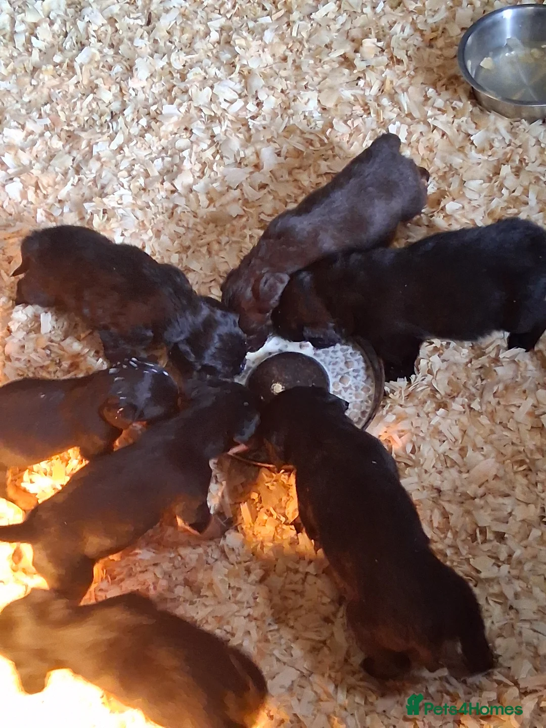 Mixed Breed dogs for sale: Cocker x collie puppies - Advert 4