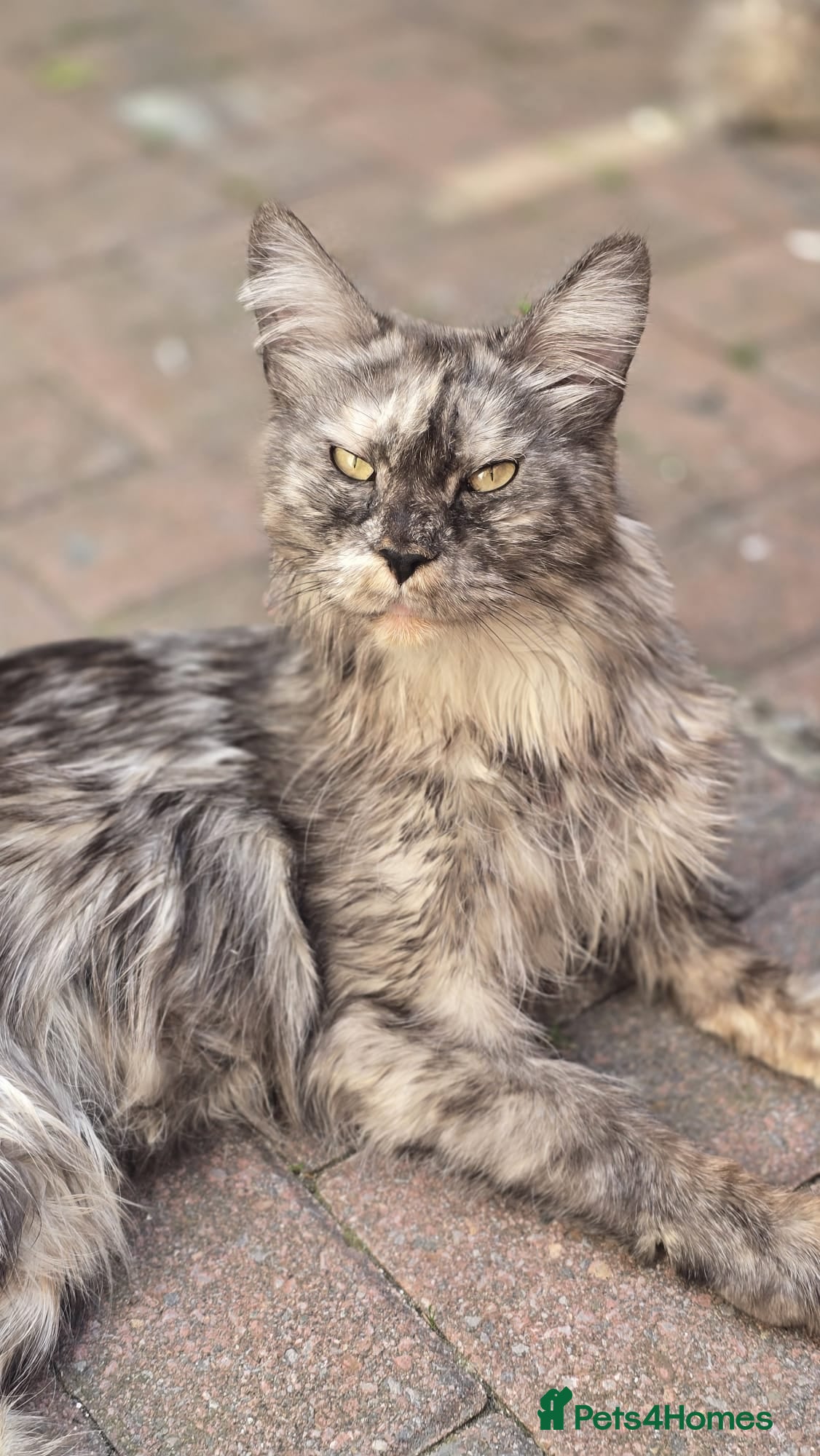 Maine Coon cats 🏅TICA Maine coon female🏅 - Advert 2