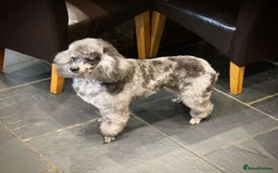 Cavapoo dogs for sale: Gorgeous Cavapoo Puppies  - Image 7