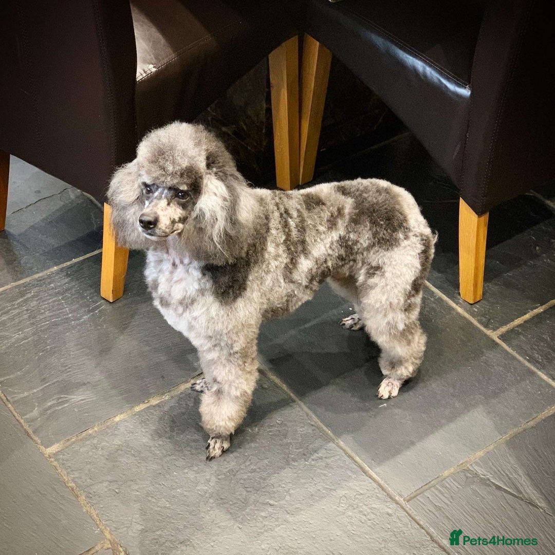 Cavapoo dogs for sale: Gorgeous Cavapoo Puppies  - Image 7