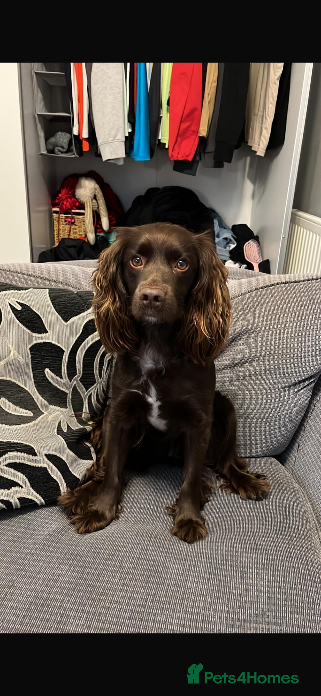 Mixed Breed dogs for sale: 5 BEAUTIFUL SPRINGER/SPROCKER PUPPIES FO SALE  - Advert 8