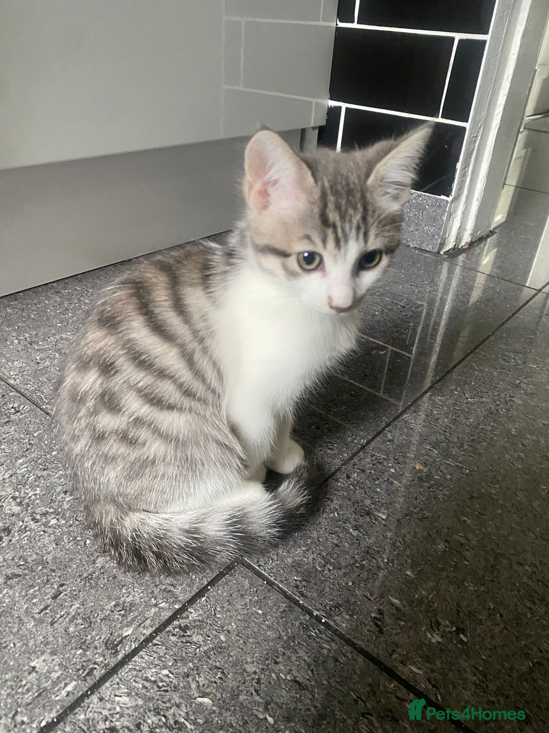 Bengal cats for sale: Three Beautiful Bengal Cross Kittens (boys)  - Image 6