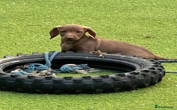 Dachshund dogs for sale: Min dachshund x teckel ( standered dachshund) - Image 30