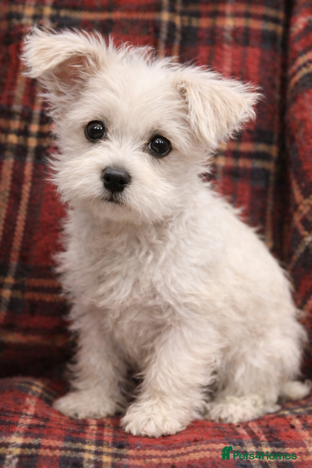 Miniature Schnauzer dogs Tiny Miniature schnauzer pups kc - Advert 2