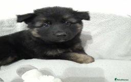 German Shepherd dogs for sale: BEAUTIFUL SABLE GERMAN SHEPHERD PUPS - Image 20