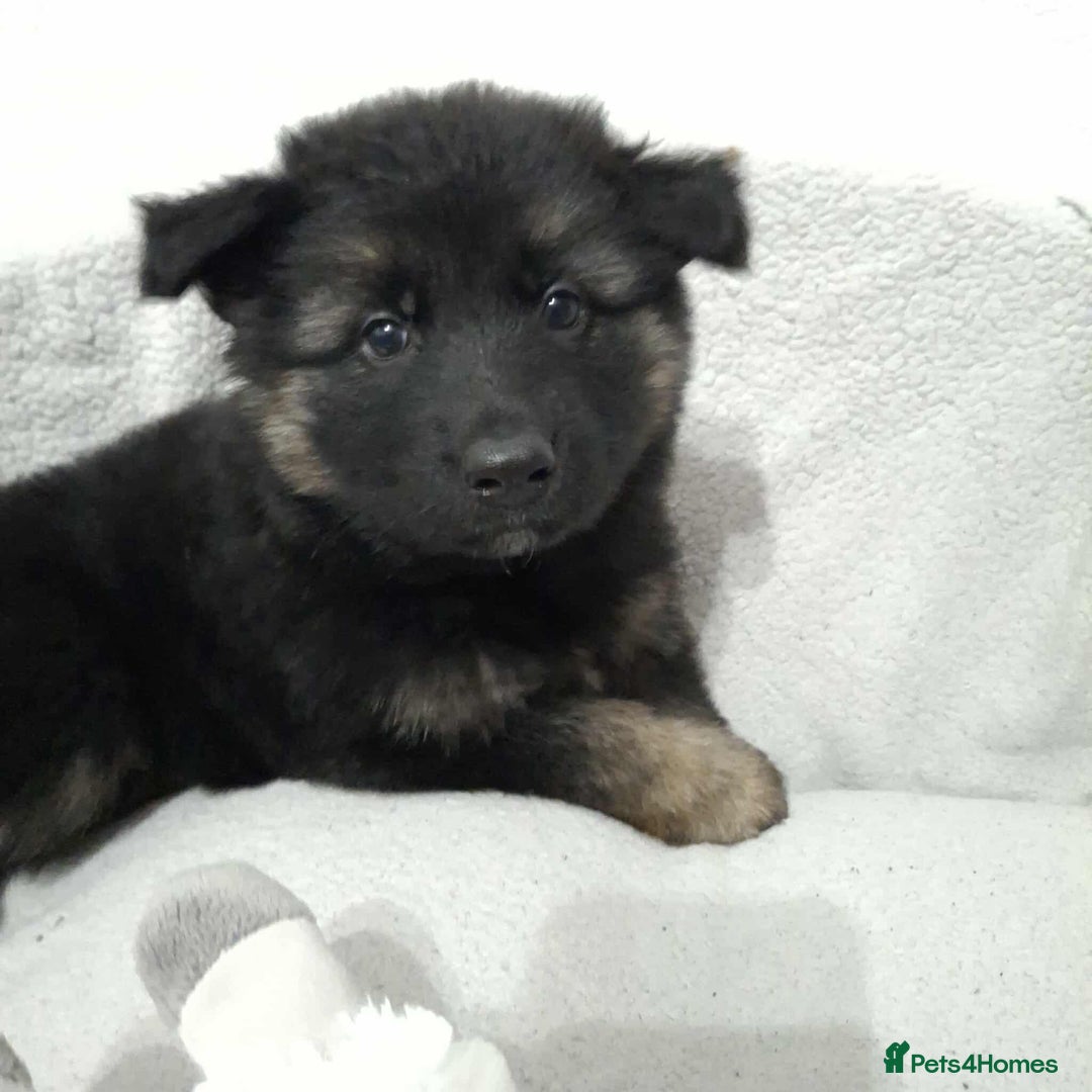 German Shepherd dogs for sale: BEAUTIFUL SABLE GERMAN SHEPHERD PUPS - Image 20