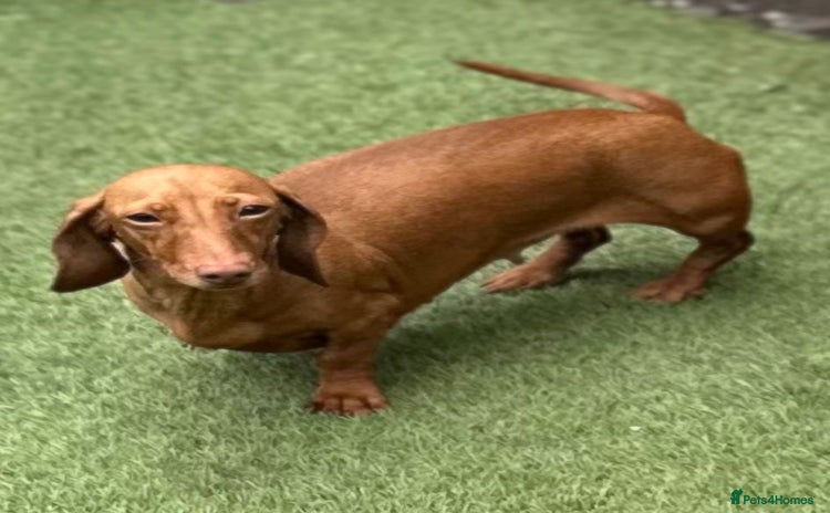 Miniature Dachshund dogs - Advert 7