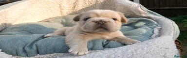 🧸 Countess Cleo – Female