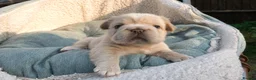 French Bulldog dogs for sale: RARE FLUFFY FRENCH BULLDOGS | 5KC REG | DNA CERT - Advert 12
