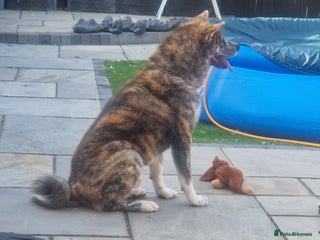 Japanese Akita Inu dogs - Advert 7