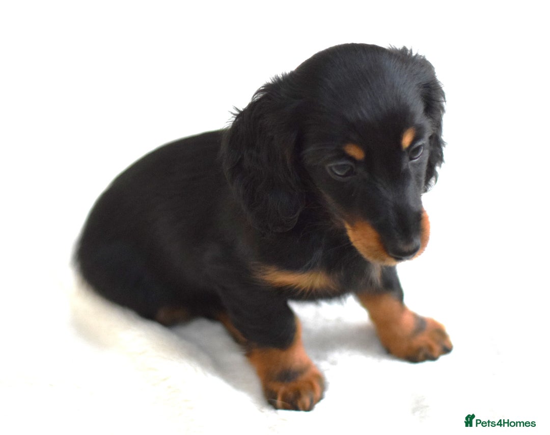 Miniature Dachshund dogs for sale: Gorgeous Longhair Miniature Dachshund Girls - Image 21