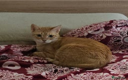 Mixed Breed cats for adoption: [Indoors Only] Ginger-Rose! A Lovely Chatty Queen in London - Image 2
