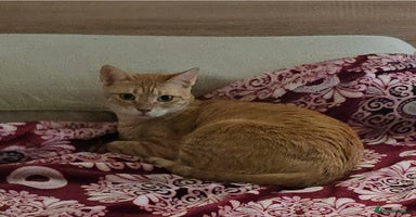 Mixed Breed cats in London - Advert 3