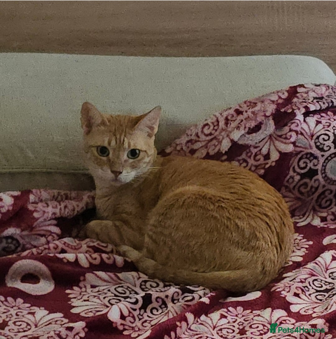 Mixed Breed cats for adoption: [Indoors Only] Ginger-Rose! A Lovely Chatty Queen in London - Image 2