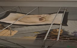 Rat rodents for sale: Salt the lovely rat  - Image 3