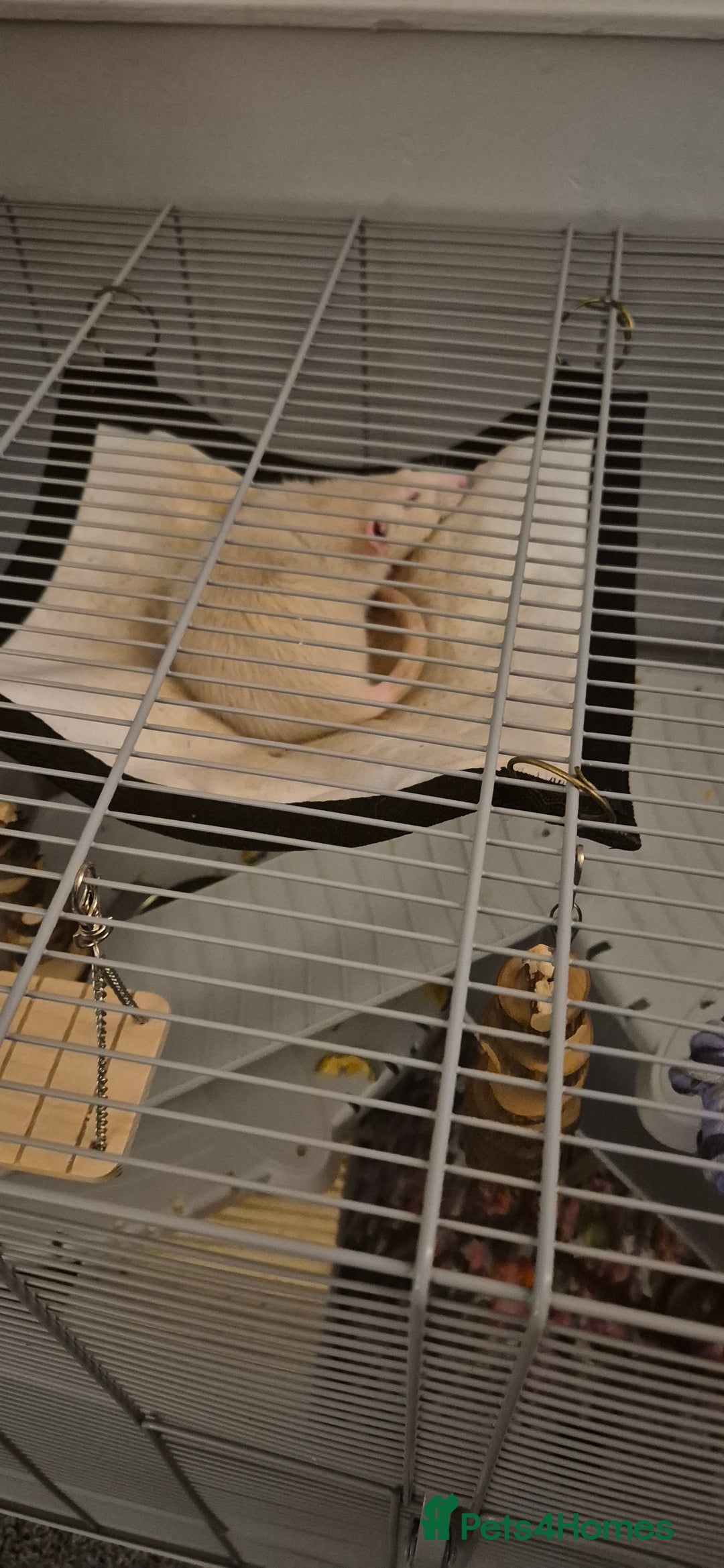 Rat rodents for sale: Salt the lovely rat  - Image 3