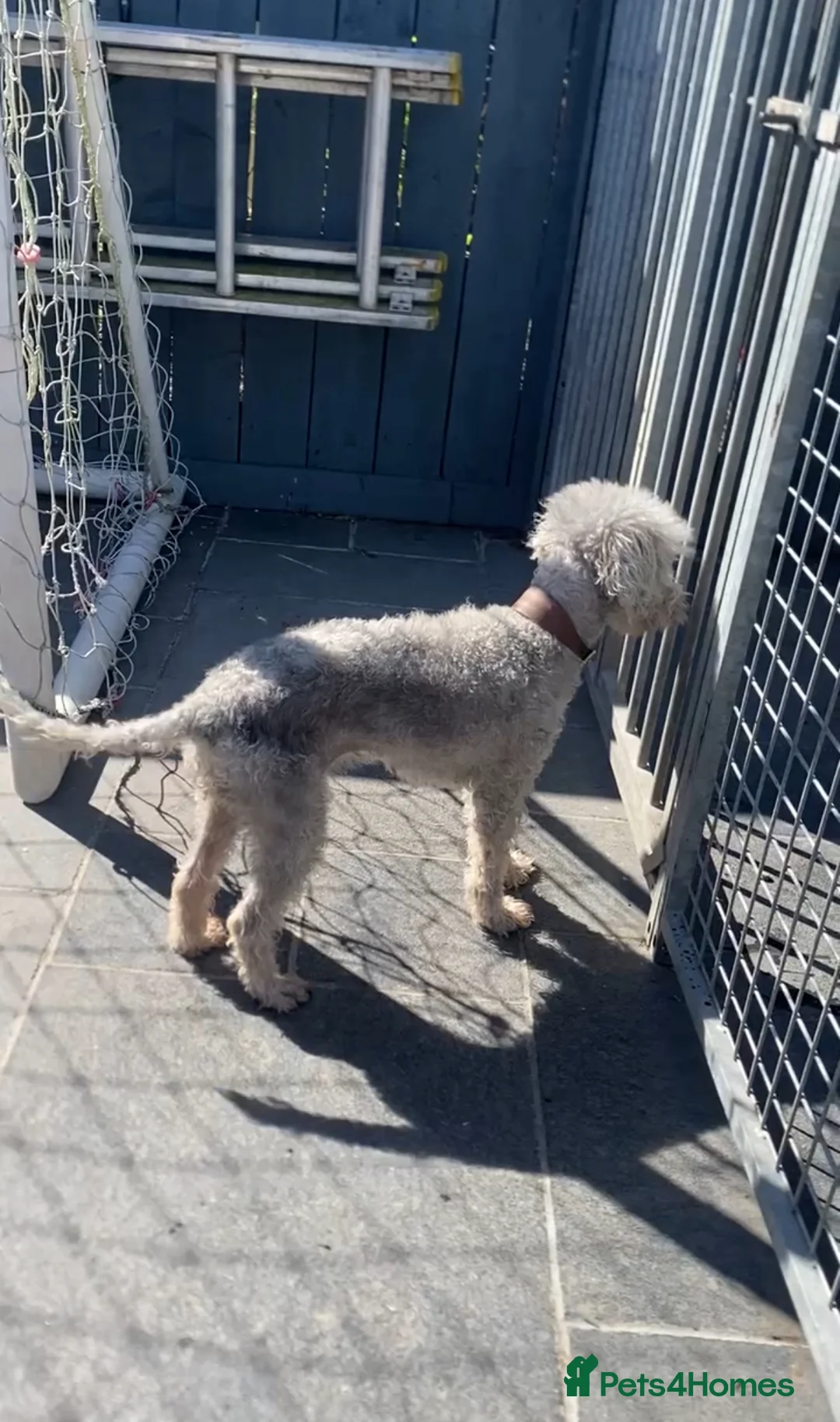 Bedlington Terrier dogs for sale: Bedlington Terriers - Advert 2