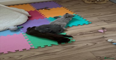 British Shorthair cats - Advert 4