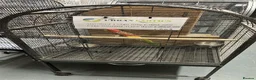 Parakeets birds for sale: Hand Reared Parrots/parakeets At Urban Exotics  - Advert 14