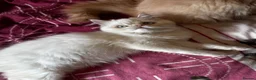 Persian cats for sale: Vaccinated 4 Beautiful Persian Chinchilla Kittens  - Advert 21