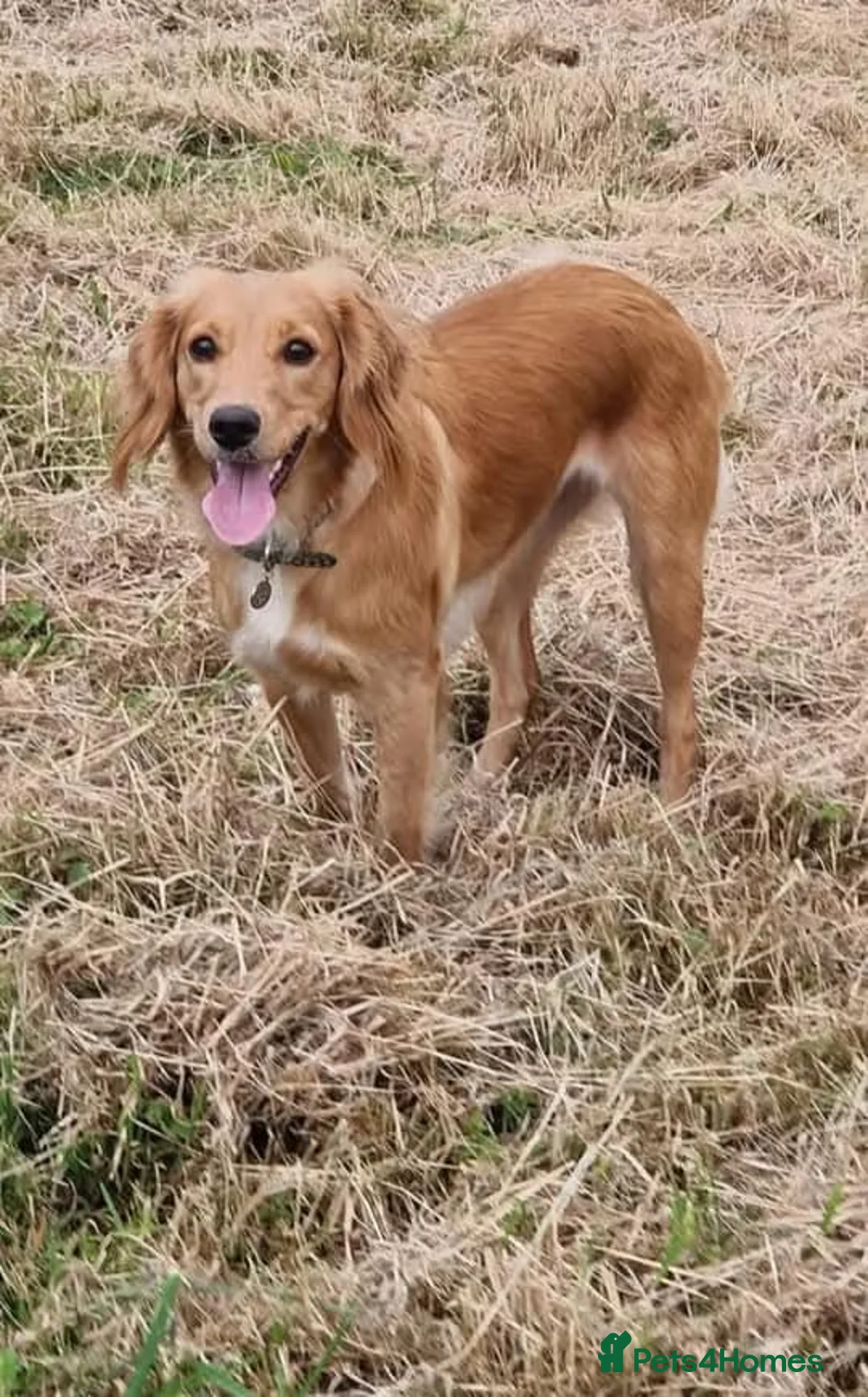 Cocker Spaniel dogs for sale: Halo  - Advert 4