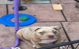 American Bully dogs for sale: Pocket bully female GREAT bloodline READY to leave - Image 6
