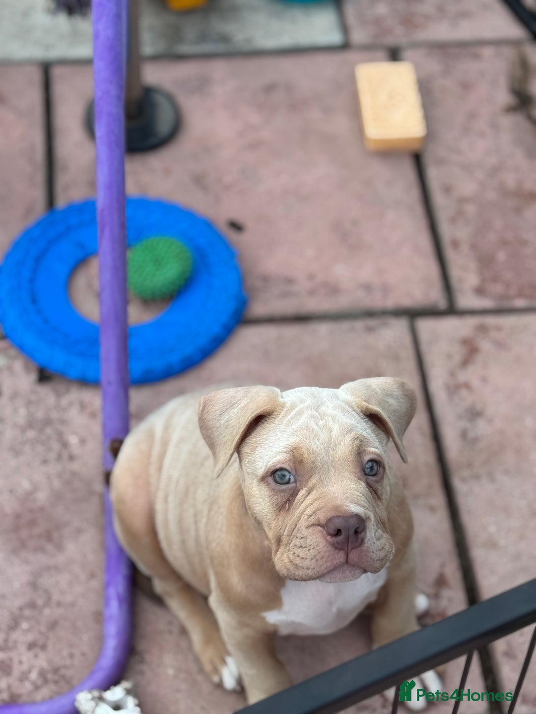 American Bully dogs for sale: Pocket bully female GREAT bloodline READY to leave - Image 6