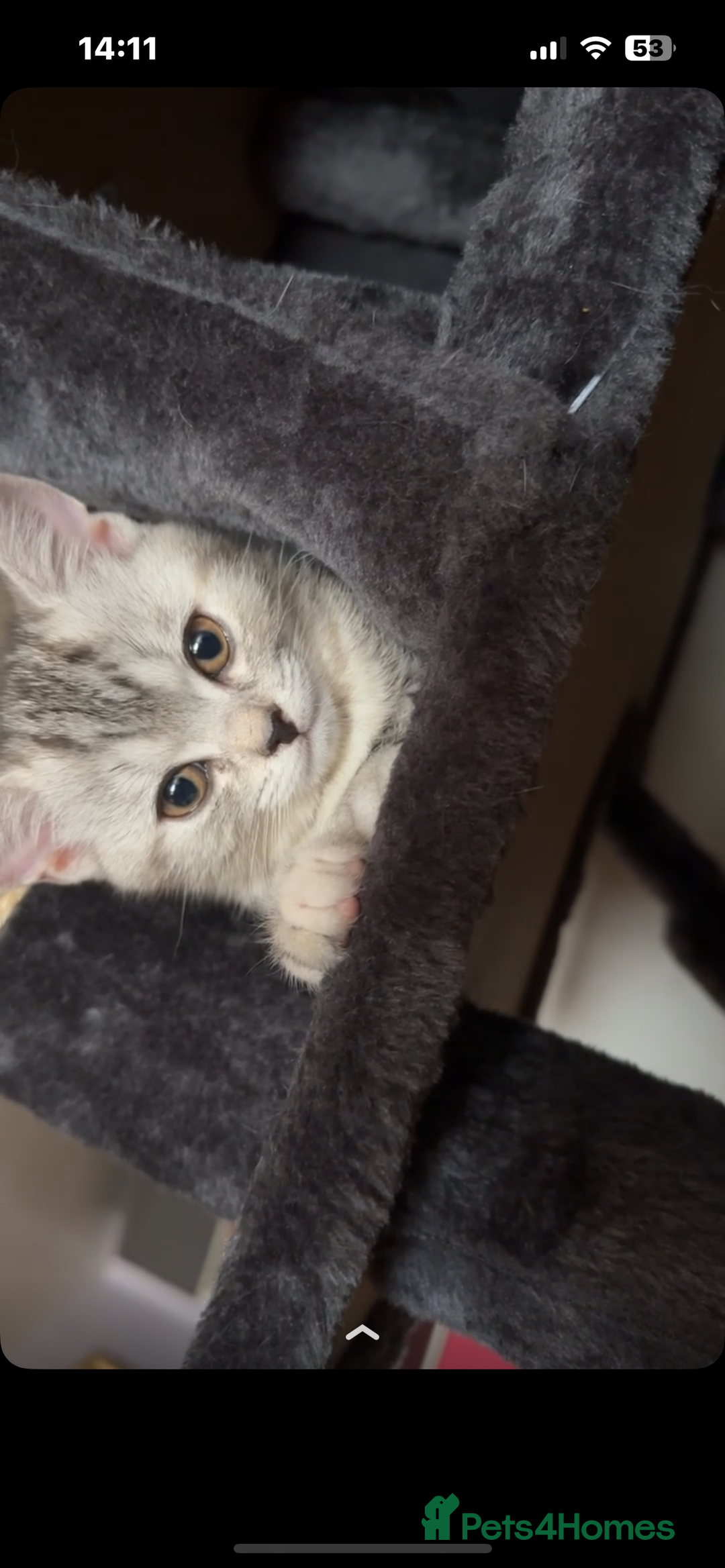 British Shorthair cats for sale: Mom and baby boy - Image 2